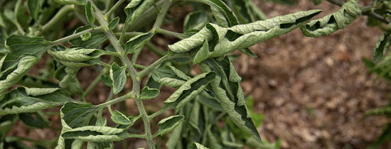 Hydroponic plant with upward curling leaves showing signs of heat stress, nutrient imbalance or environmental issues in an indoor grow room.
