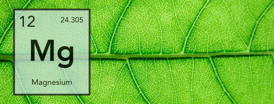 Close-up of green leaf with magnesium element overlay, highlighting Mg nutrient role in chlorophyll production and healthy hydroponic plant growth Australia