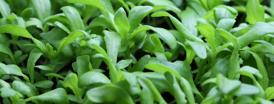Close-up of healthy hydroponic micro-herbs with vibrant green leaves, showcasing early plant growth in a controlled indoor hydroponic system.