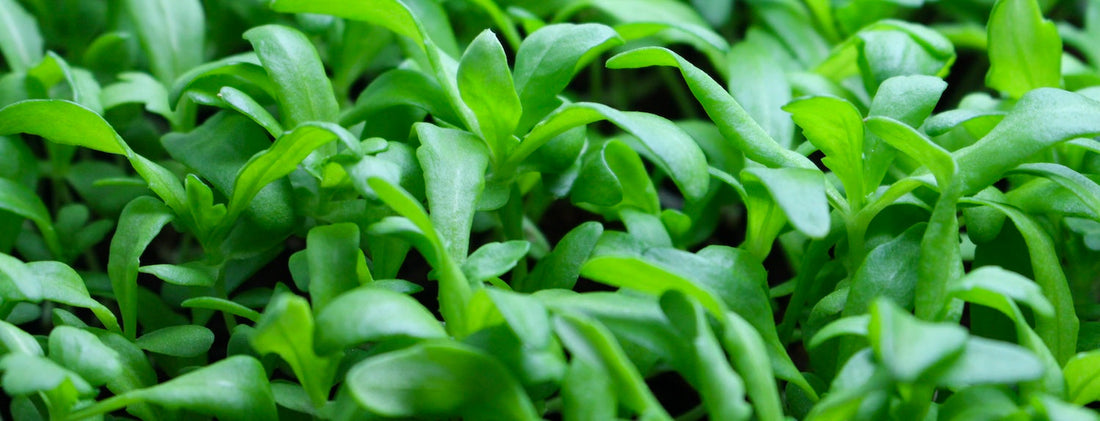 Frequently Asked Questions about Hydroponics - 2020