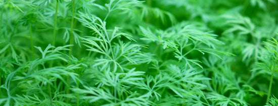 Close-up of healthy hydroponic micro-herbs with vibrant green leaves, showcasing early plant growth in a controlled indoor hydroponic system.