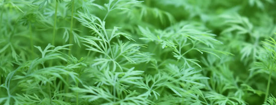 Close-up of healthy hydroponic micro-herbs with vibrant green leaves, showcasing early plant growth in a controlled indoor hydroponic system.