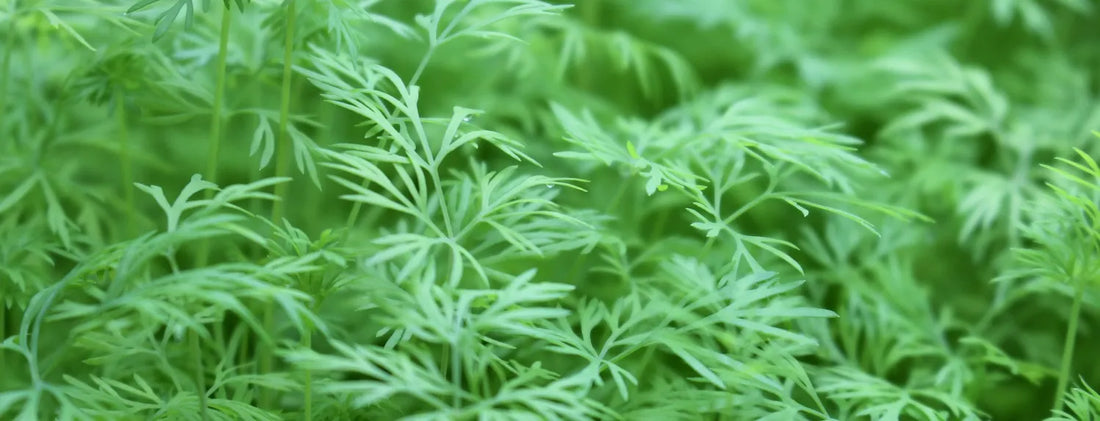 Close-up of healthy hydroponic micro-herbs with vibrant green leaves, showcasing early plant growth in a controlled indoor hydroponic system.