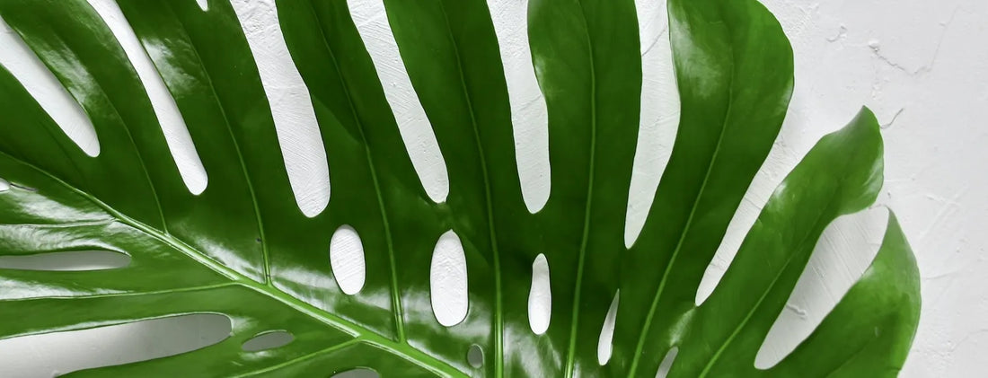 Large fenestrated Monstera deliciosa leaf displaying deep green glossy foliage — a sign of healthy nutrition and indoor plant care