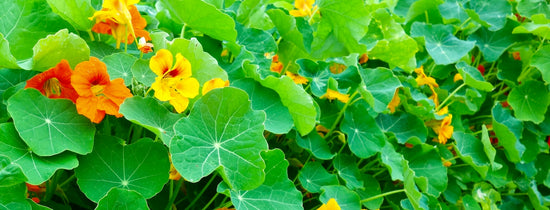 How to grow Nasturtiums from seed