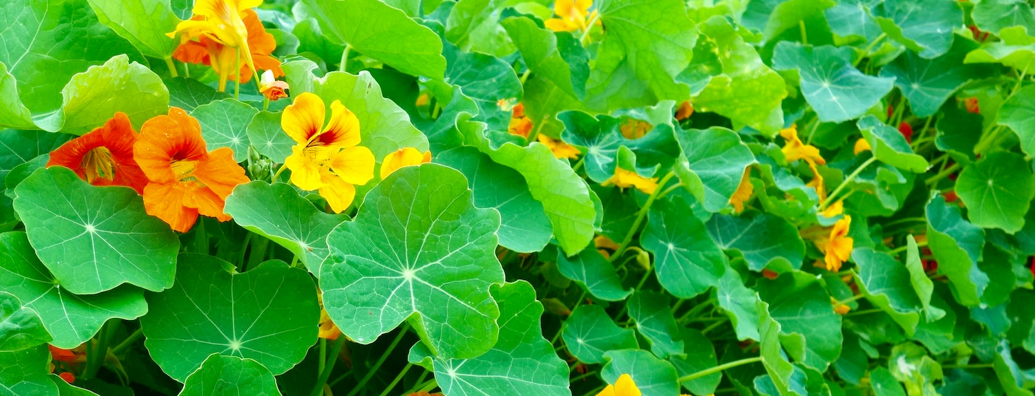 How to grow Nasturtiums from seed - A-Grade Hydroponics
