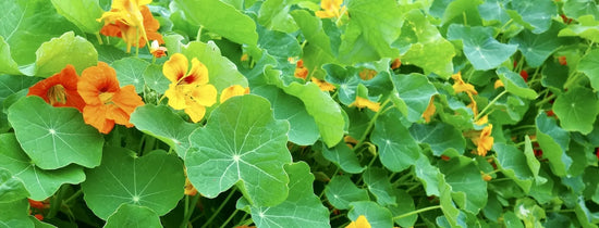 Nasturtium plants with lush green leaves and bright edible flowers, ideal for hydroponic growing from seed, companion planting and natural pest control in indoor systems.