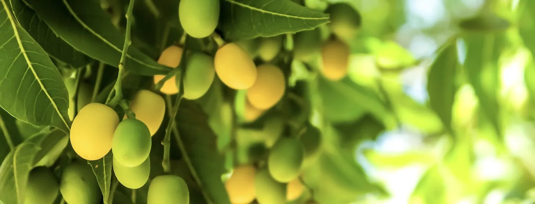 Close-up of ripe and unripe neem tree fruits (Azadirachta indica) hanging from branches with green leaves — the seeds inside are the source of natural neem oil used in organic pest control