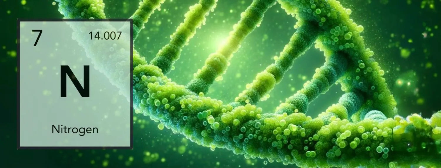 Nitrogen nutrient concept with molecular plant structure and N element symbol, essential for leafy growth, hydroponic nutrient solutions and plant health in Australian systems