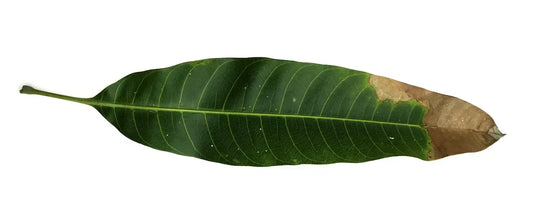 Leaf tip burn and nutrient deficiency damage caused by nutrient antagonism in hydroponic plants from nutrient imbalance and poor nutrient uptake.