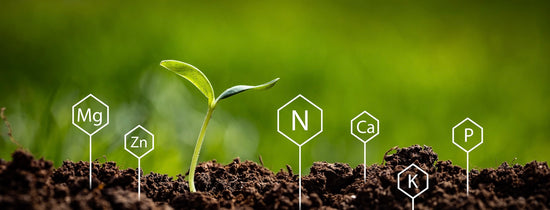 Nutrient Solutions