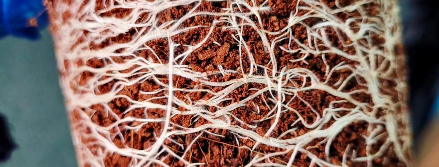 Optimising Root Growth - Geopot Fabric Pots and Air Pruning - A-Grade Hydroponics