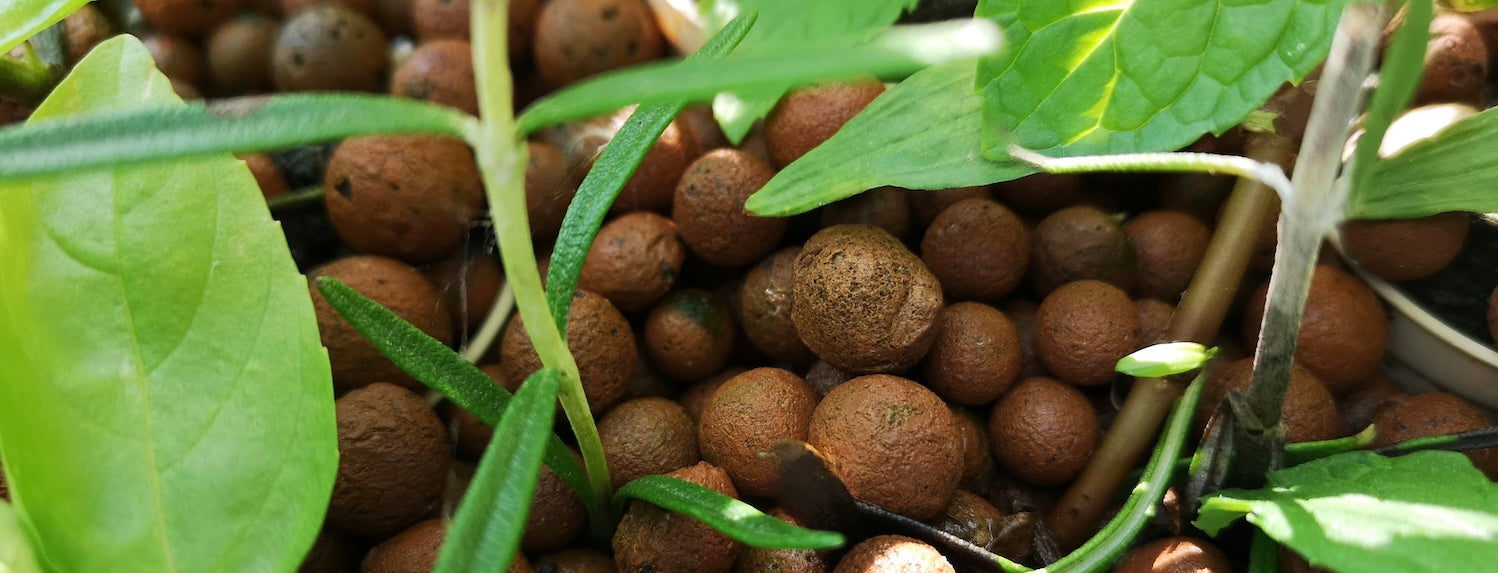 Indoor Plants & Hydroculture: A Soil To Pebble Love Story - A-Grade Hydroponics