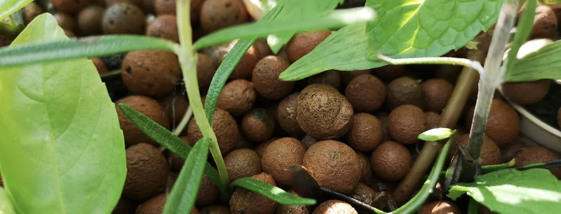 Soil to LECA: young herb plants growing in brown clay pebbles, a soilless hydroponic growing medium