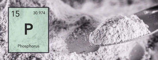 Close-up of phosphorus nutrient powder with periodic table symbol, essential hydroponic fertiliser for root development and plant growth in hydroponic systems Australia