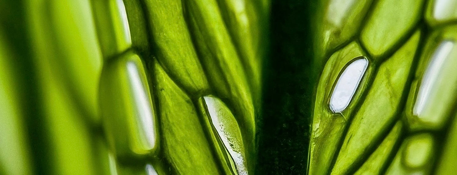 The importance of Cal-Mag (Calcium & Magnesium)