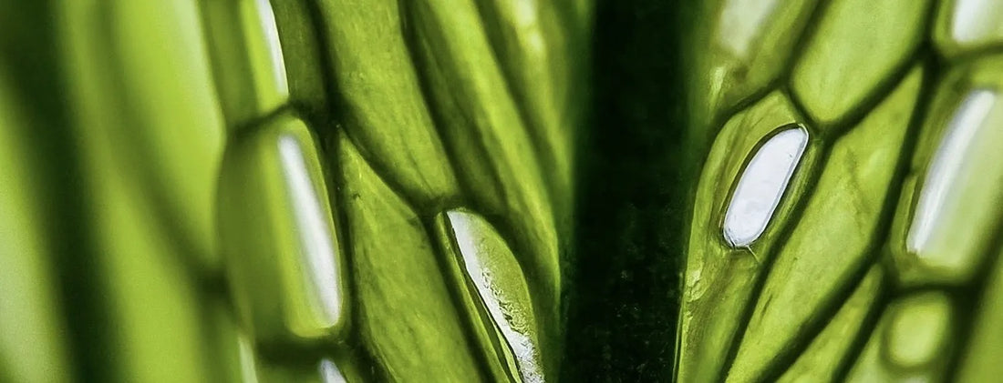 Cal-Mag in Hydroponics: Why Calcium & Magnesium Matter