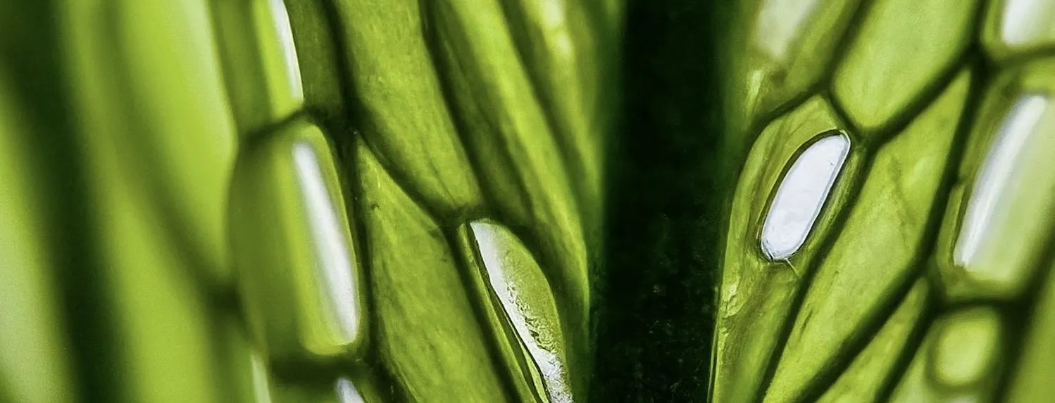 Cal-Mag in Hydroponics: Why Calcium & Magnesium Matter