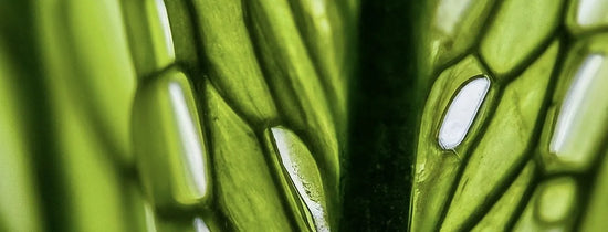 Cal-Mag in Hydroponics: Why Calcium & Magnesium Matter