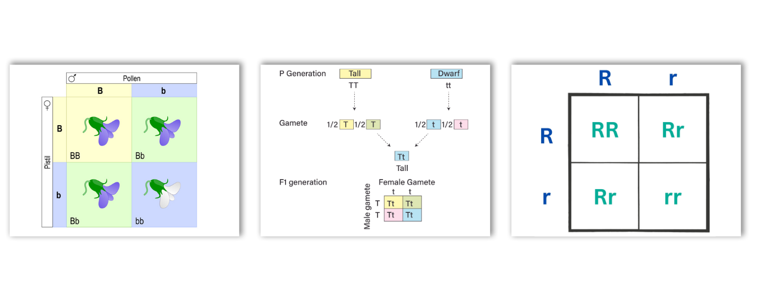 Mendel Genetics Punnett Square