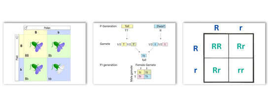 Three Punnett square diagrams illustrating plant genetics: a flower colour cross (BB, Bb, bb), a tall TT to dwarf tt cross showing all Tt F1 offspring, and a simple RR, Rr, rr genotype grid
