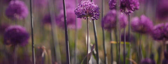 My stems are purple!
