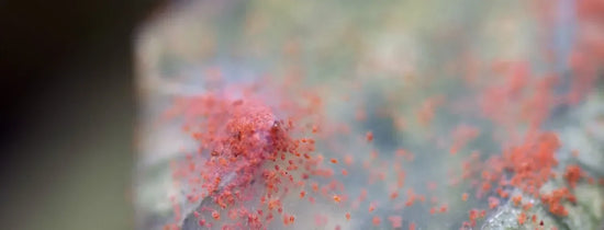 Heavy red spider mite infestation on a hydroponic plant — macro close-up showing mites and webbing
