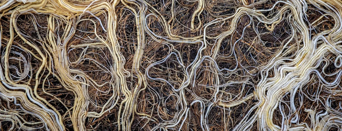 Dense healthy root mass showing strong root development from humic acid use