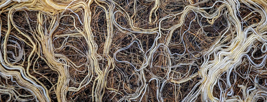 Dense healthy root mass showing strong root development from humic acid use