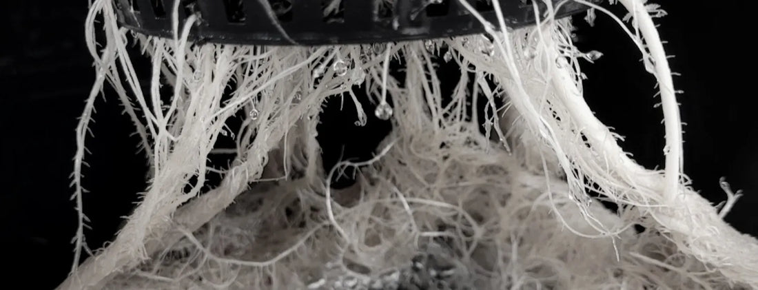 Dense white hydroponic root mass growing through a mesh pot in a Deep Water Culture (DWC) system