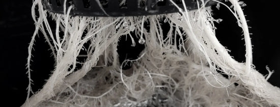 Dense white hydroponic root mass growing through a mesh pot in a Deep Water Culture (DWC) system