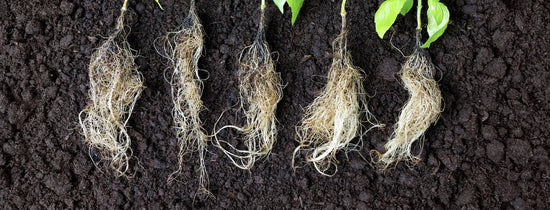 Healthy plant cuttings with developed white roots laid on soil, showing propagation progress and root growth timeline for hydroponic cloning