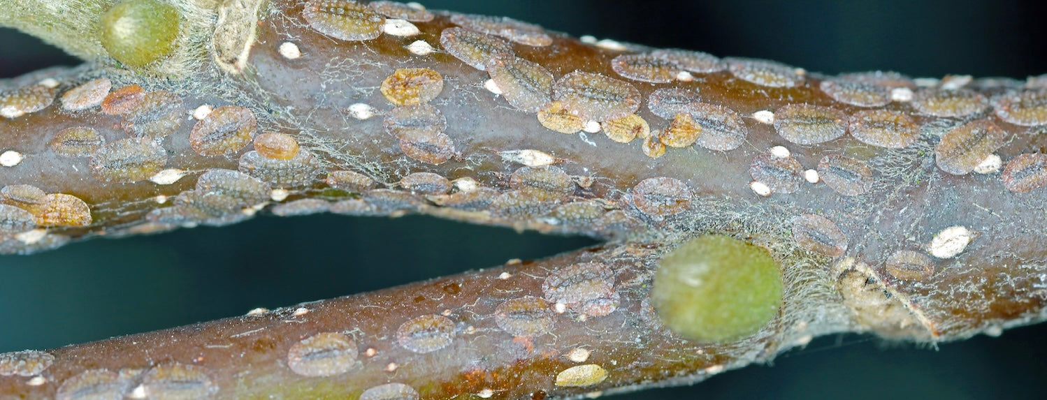 Scale Bugs on Plants