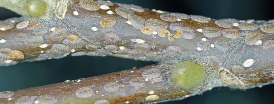 Close-up of scale insects infesting hydroponic plant stems, showing sap-sucking pests that damage indoor garden plants and reduce healthy growth.