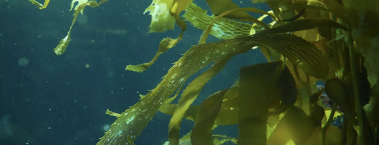 Sea kelp underwater, the natural ingredient in HY-GEN Omegaroots root tonic for hydroponic plant nutrition