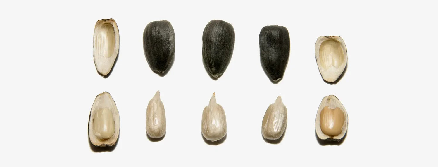 Close-up sequence of seeds showing husk removal and kernel stages for hydroponic seed germination and seed preparation techniques.