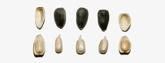 Close-up sequence of seeds showing husk removal and kernel stages for hydroponic seed germination and seed preparation techniques.