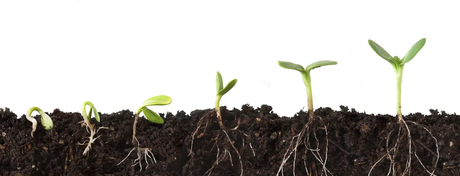 Hydroponic seedling growth stages showing germination, young sprouts and root development in growing medium