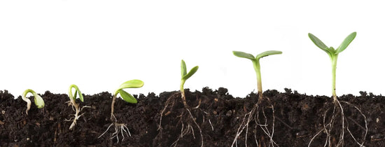 Hydroponic seedling growth stages showing germination, young sprouts and root development in growing medium