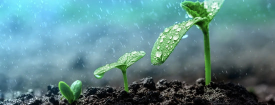 Close-up of young seedlings germinating in moist growing media, showing healthy seed propagation for hydroponic and indoor gardening setups.