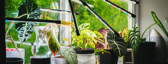Indoor plants under LED grow lights near a window, showing hydroponic grow light setup for healthy houseplant growth.