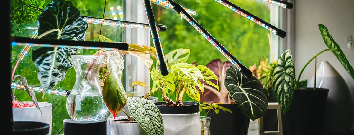 Indoor plants under LED grow lights near a window, showing hydroponic grow light setup for healthy houseplant growth.
