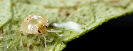Pests - Spider Mites