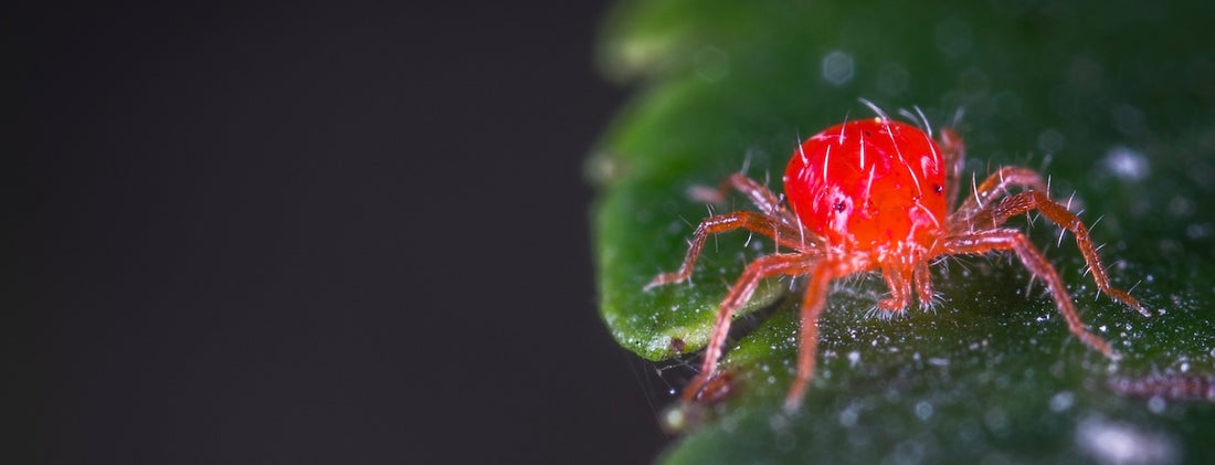 Spider mites are coming