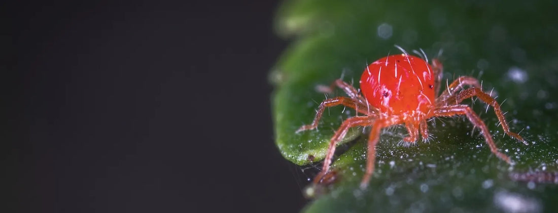 Spider mite prevention: close-up of a red spider mite on a green leaf, a common indoor plant pest