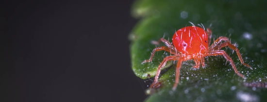 Spider mite prevention: close-up of a red spider mite on a green leaf, a common indoor plant pest
