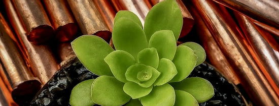 Close-up of healthy green plant with copper threads, symbolising copper micronutrient in hydroponics for enzyme activity, plant metabolism and balanced nutrient solutions Australia