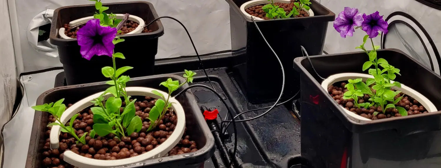Beginner hydroponic kit with four net pots of flowering petunias in clay pebble growing medium