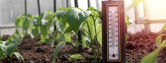 Hydroponic grow room with young vegetable plants and a thermometer showing ideal growing temperatures for healthy plant growth and maximum yields.