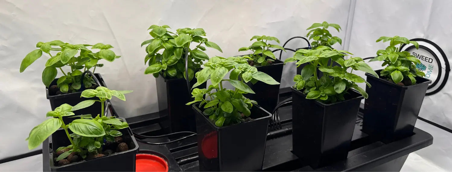 8 healthy hydroponically grown basil plants in the Origin Mini hydroponic system.